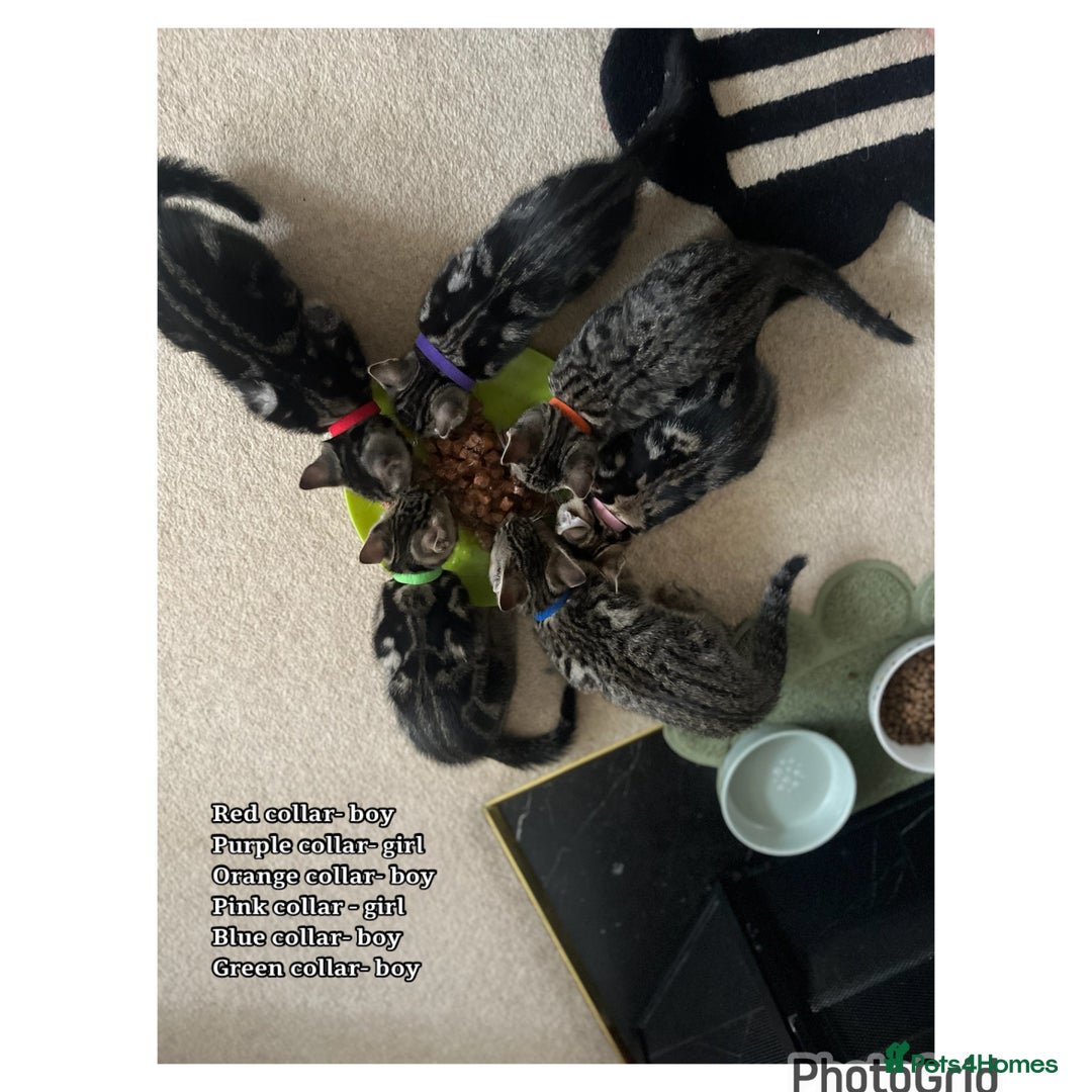Mixed Breed cats for sale: 6 kittens  - Image 7