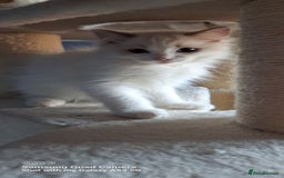 Ragdoll cats for sale: GCCF reg Ragdoll kittens  - Image 12
