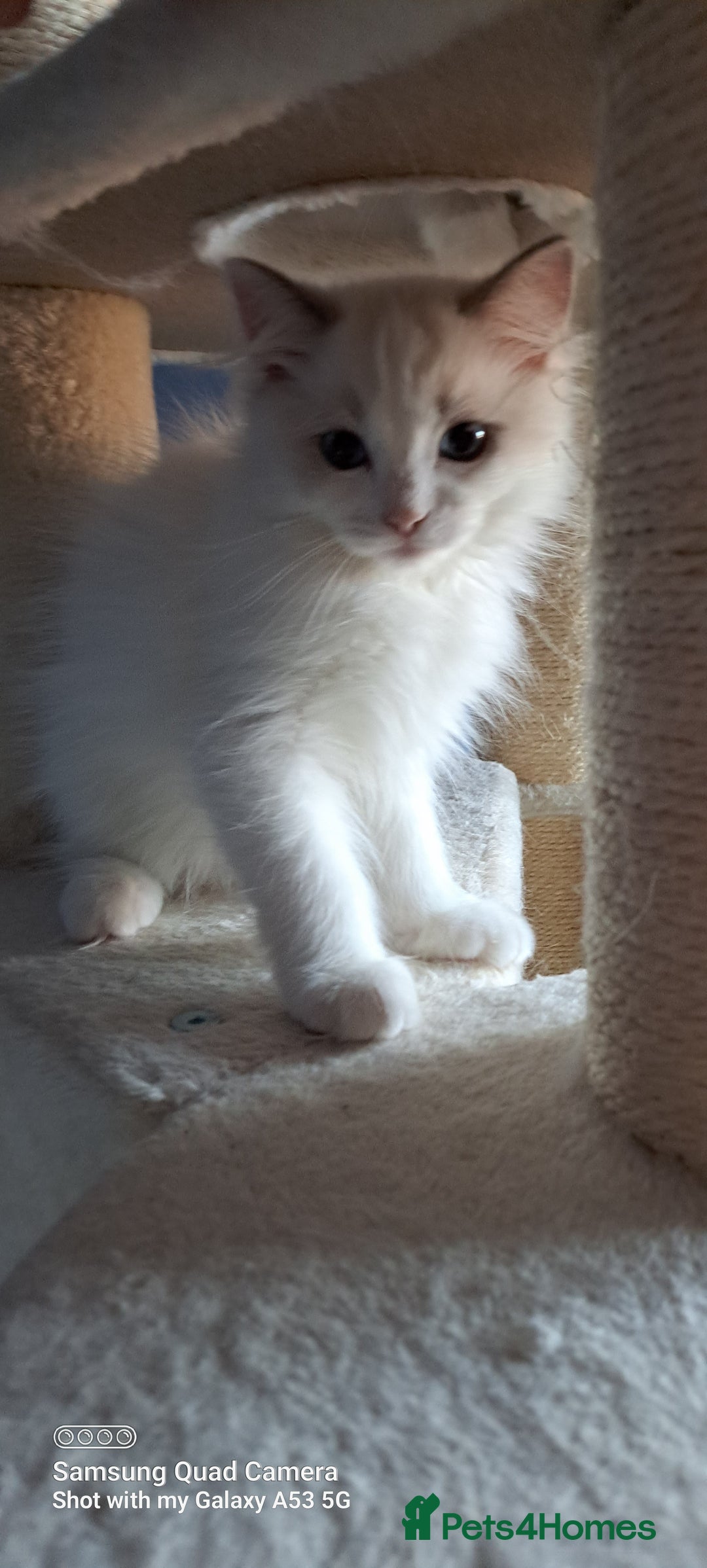 Ragdoll cats for sale: GCCF reg Ragdoll kittens  - Image 12