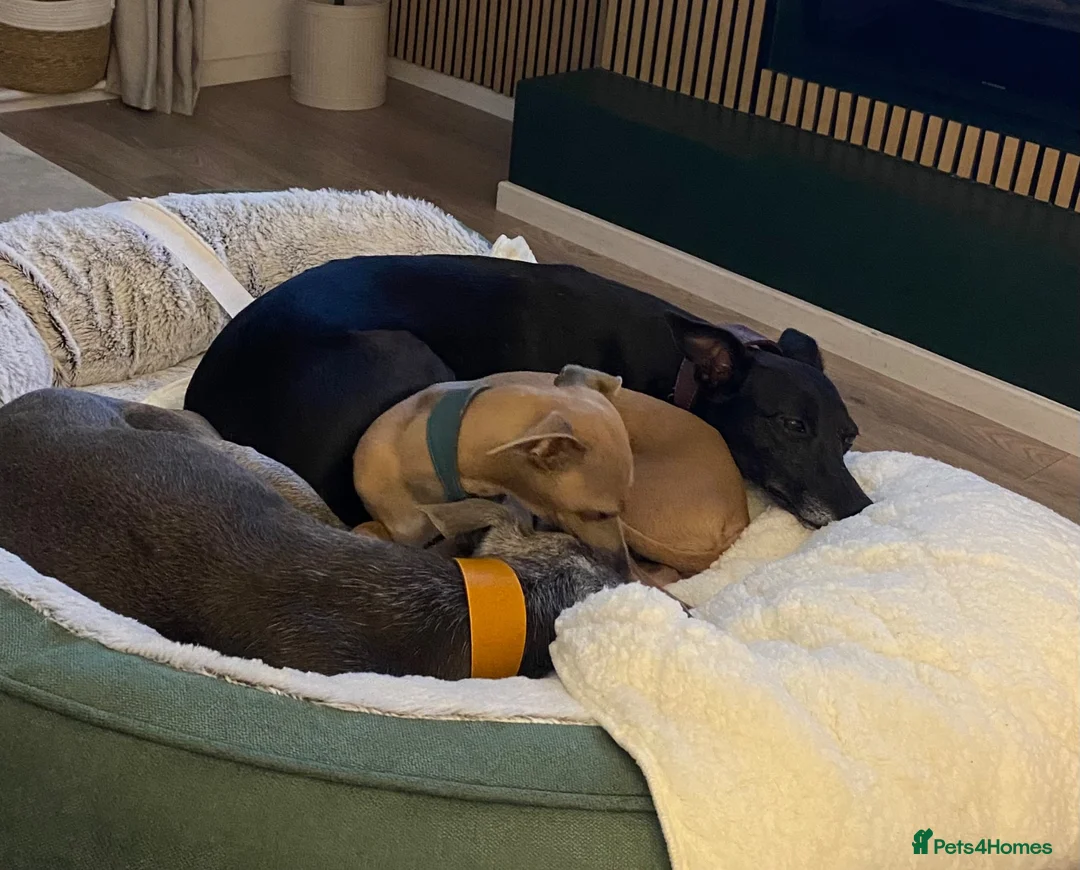 Whippet dogs for sale: 3 year old Whippet in Halifax - Advert 2