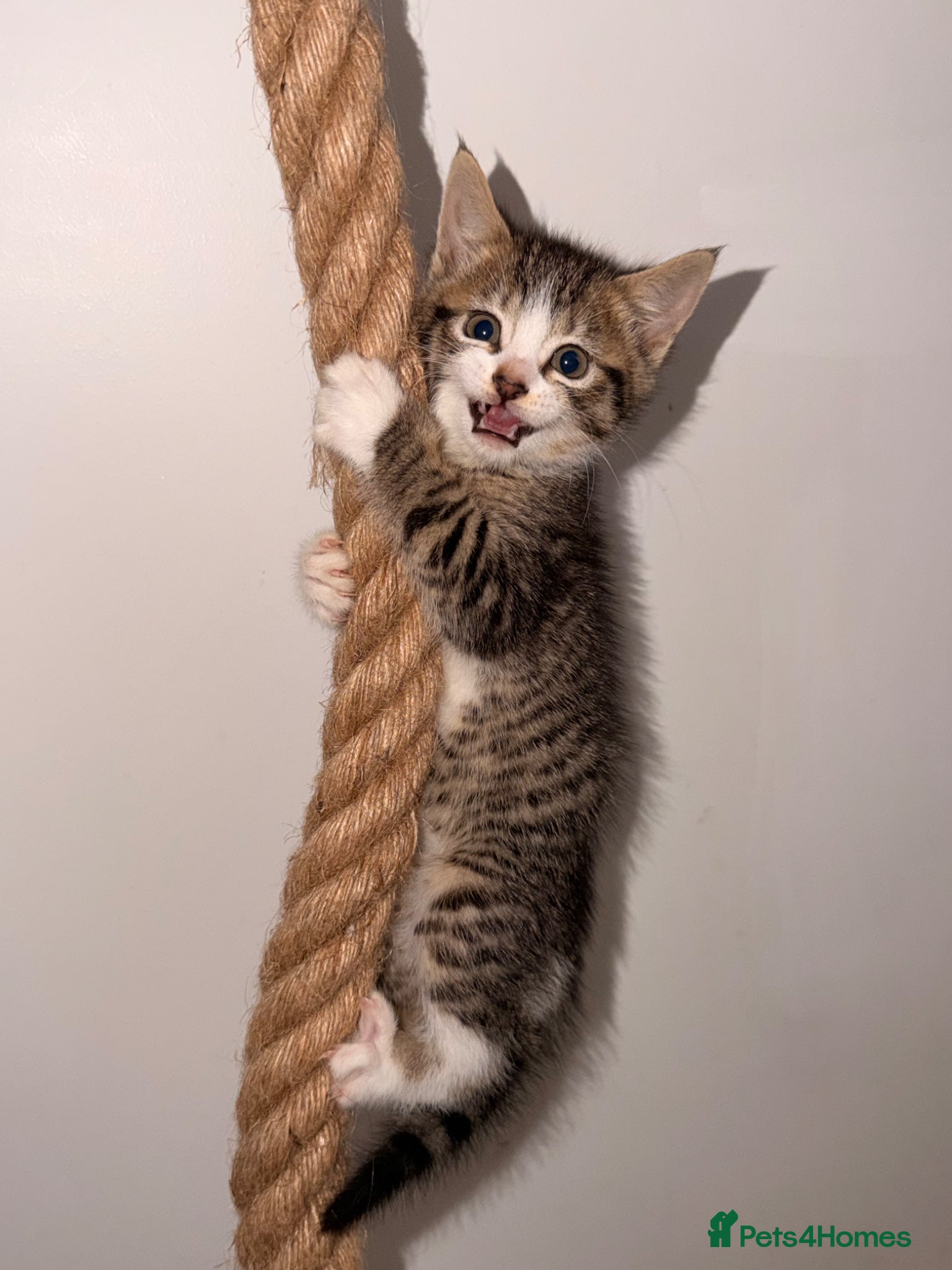 Mixed Breed cats 🐾 Bengal Cross Kittens – Ready Soon! 🐾 - Advert 12