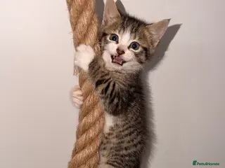 Mixed Breed cats 🐾 Bengal Cross Kittens – Ready Soon! 🐾 - Advert 1