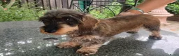 Miniature Dachshund dogs for sale: KC REG MINIATURE WIREDHAIRED DACHSHUND FEMALE - Advert 4