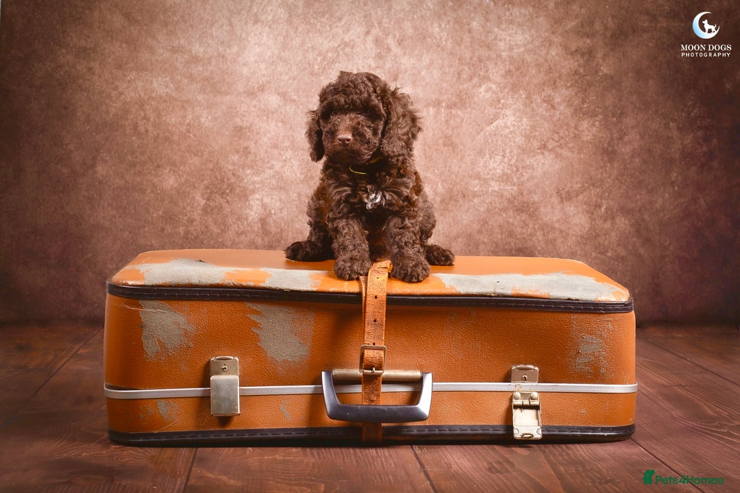 Cockapoo dogs for sale: **Ready Now**Miniature F1B Cockapoos  - Image 15
