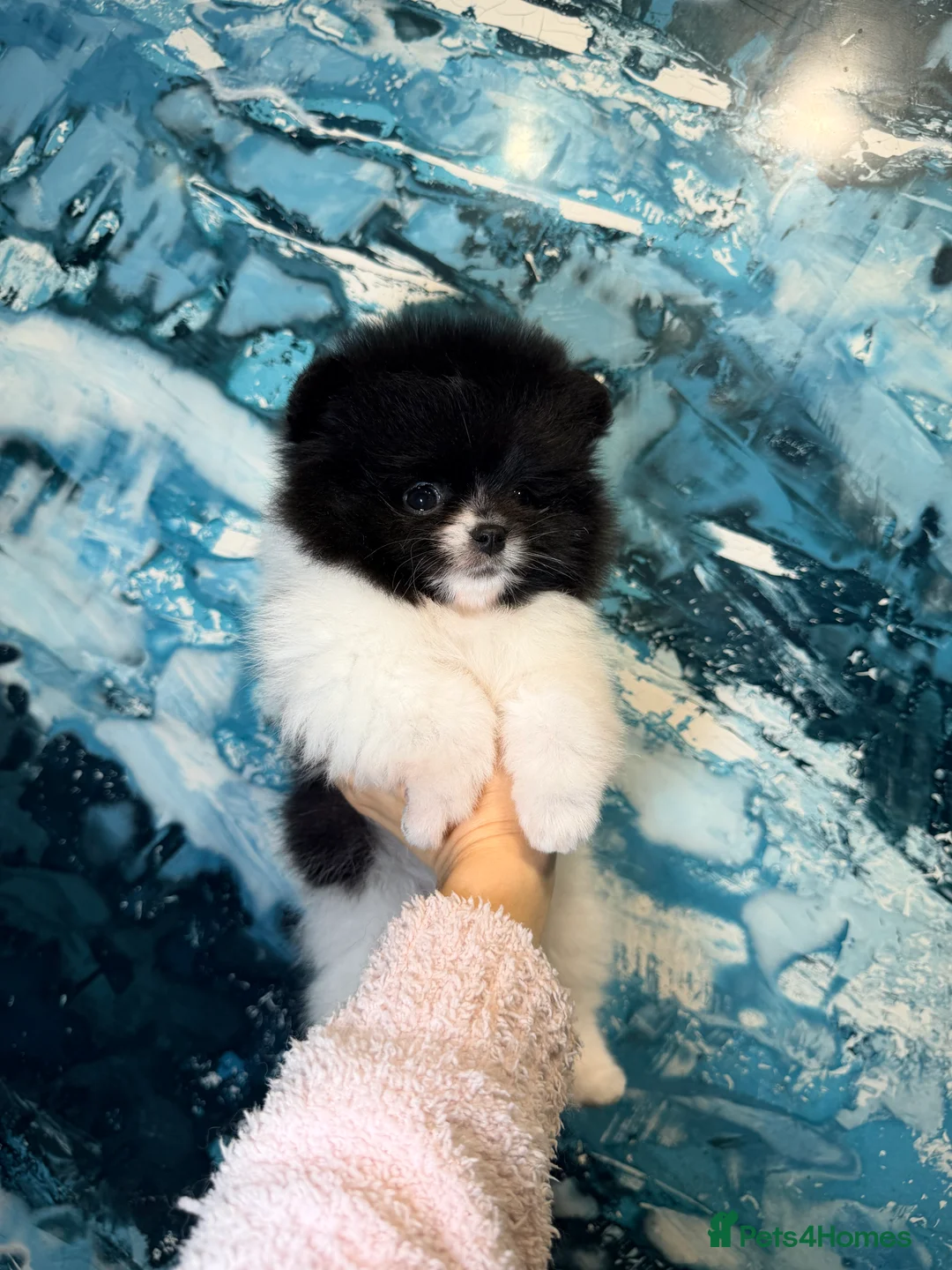 Pomeranian dogs for sale: Beautiful Pomeranian Girl - Advert 18