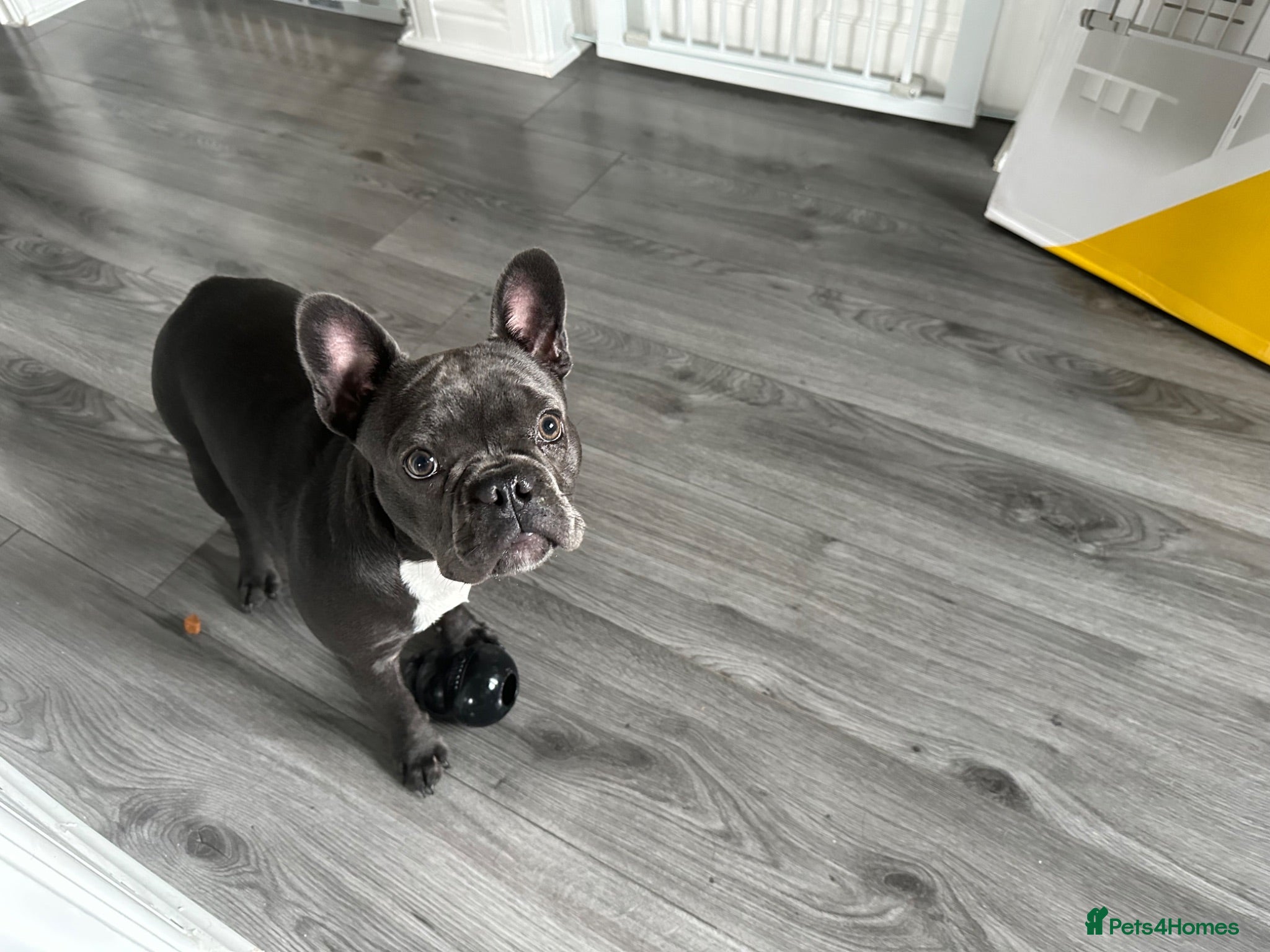 French Bulldog dogs Frenchie  **  - Advert 4
