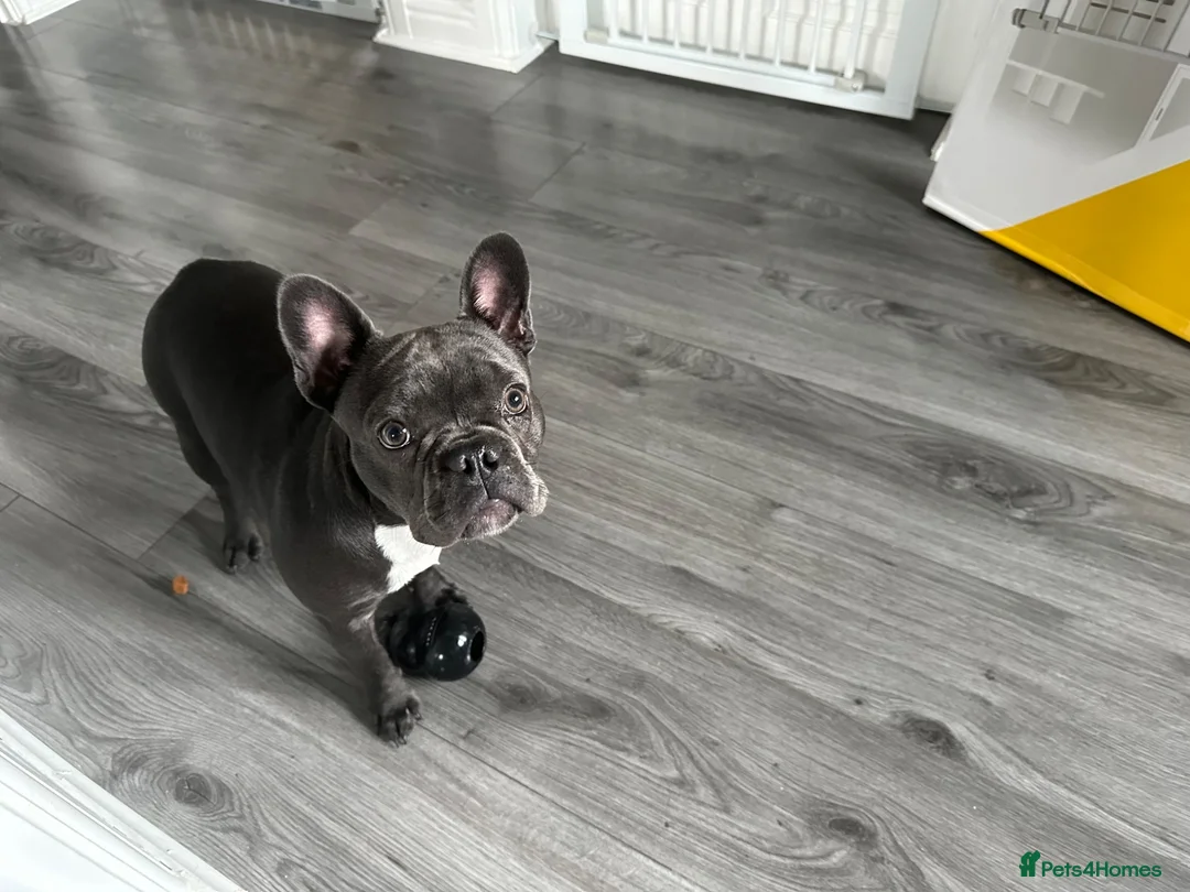 French Bulldog dogs for sale: Frenchie  **  in Skegness - Advert 1