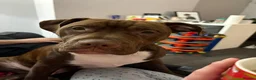 Mixed Breed dogs for sale: Woody  - Advert 2