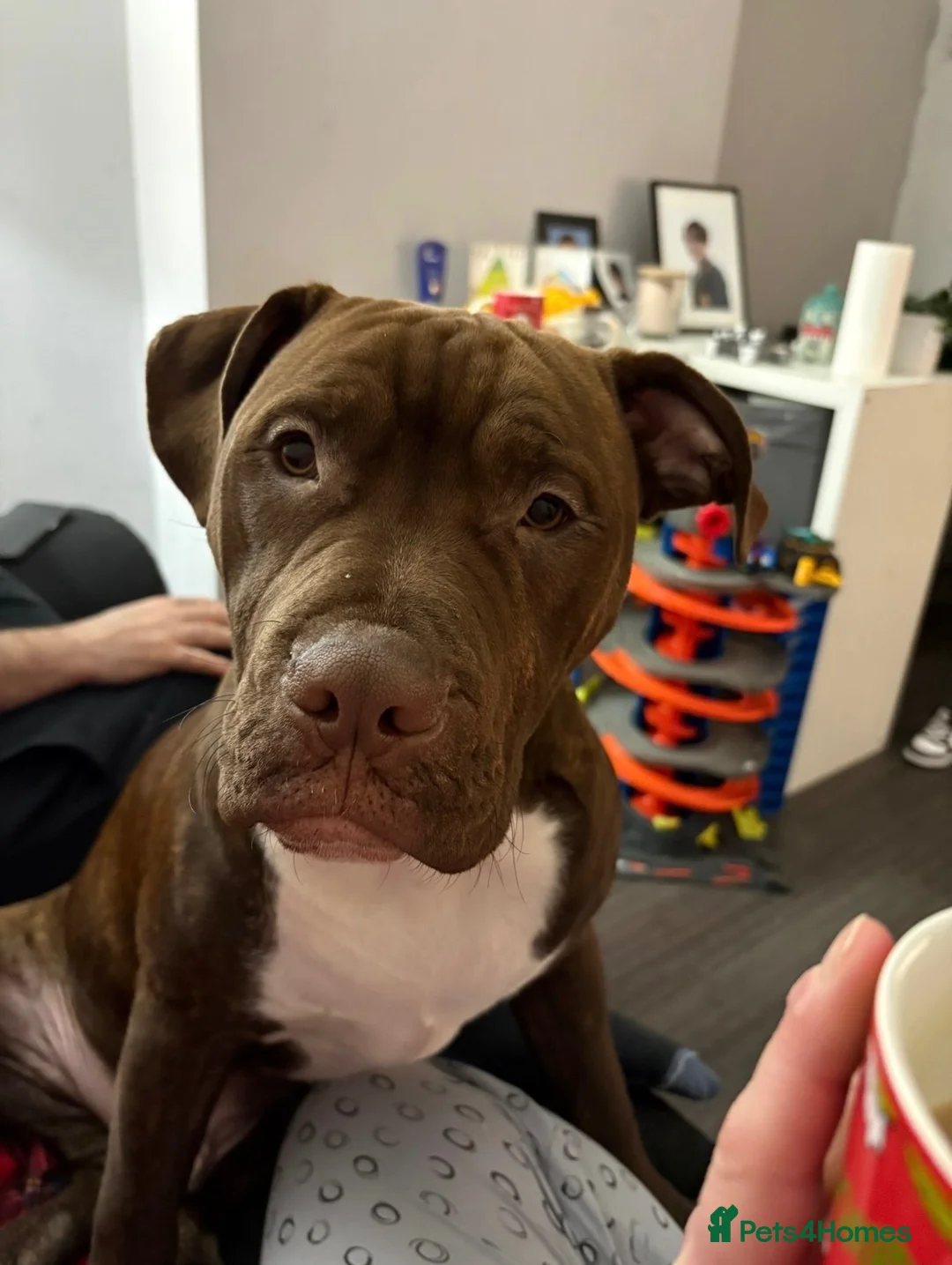 Mixed Breed dogs for sale: Woody  - Advert 2