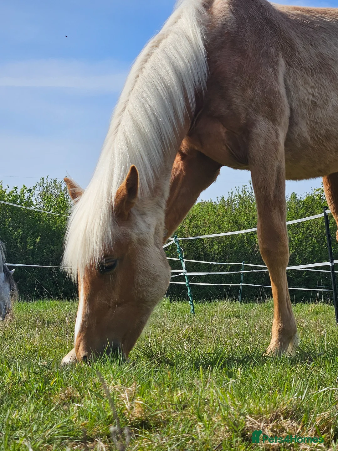 British Warmblood horses for sale: British palomino  - Advert 3