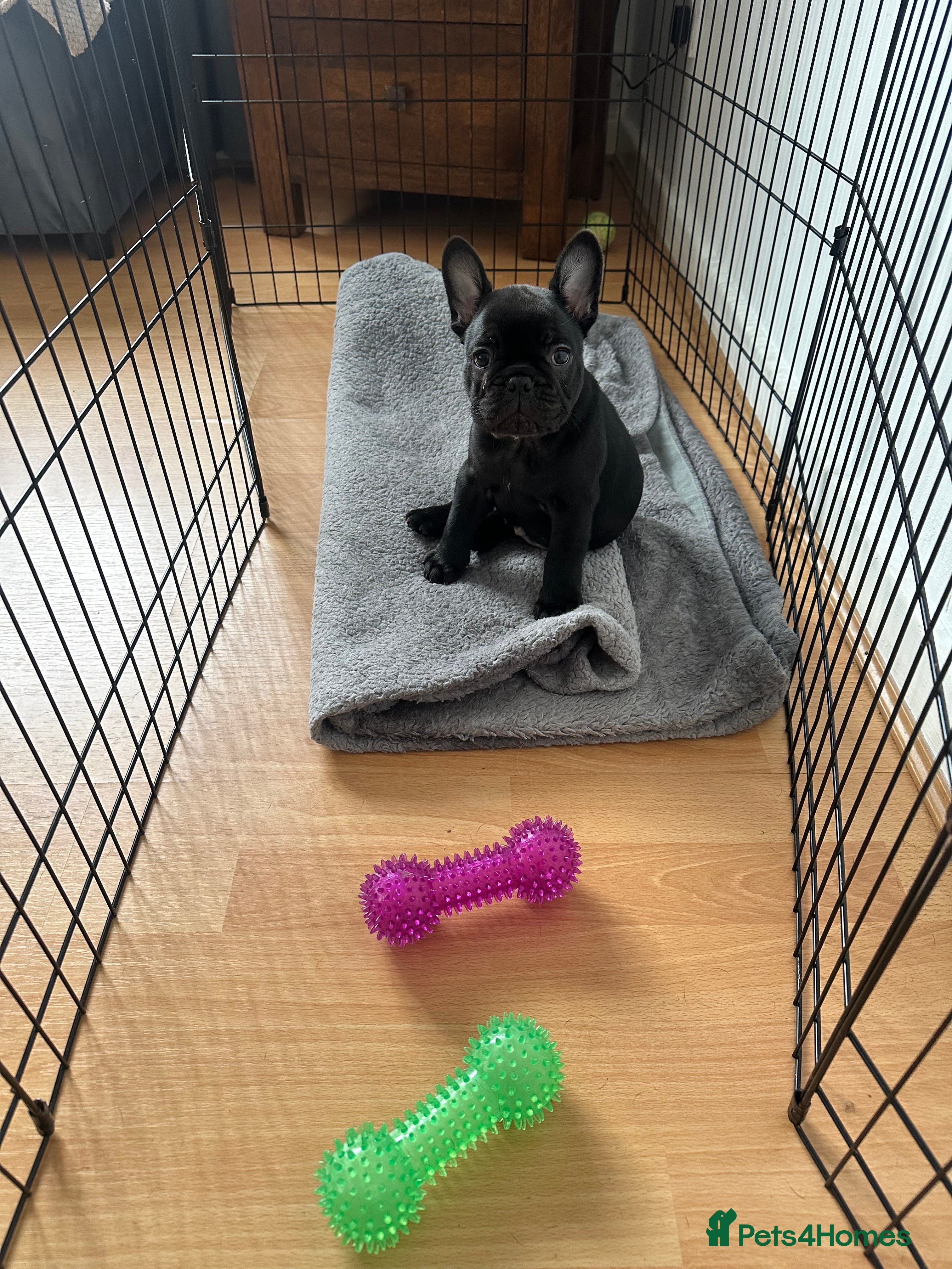 French Bulldog dogs Fabulous French bulldog  - Advert 19