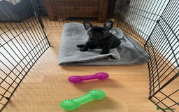 French Bulldog dogs for sale: Fabulous French bulldog  - Image 1