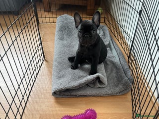 French Bulldog dogs - Advert 29