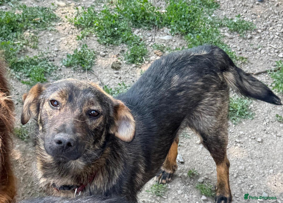 Mixed Breed dogs for adoption: LOTTIE - a Lovely girl for a Loving Home - Image 10