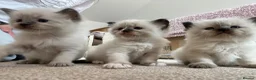 Ragdoll cats for sale: Beautiful kittens for sale  - Advert 11