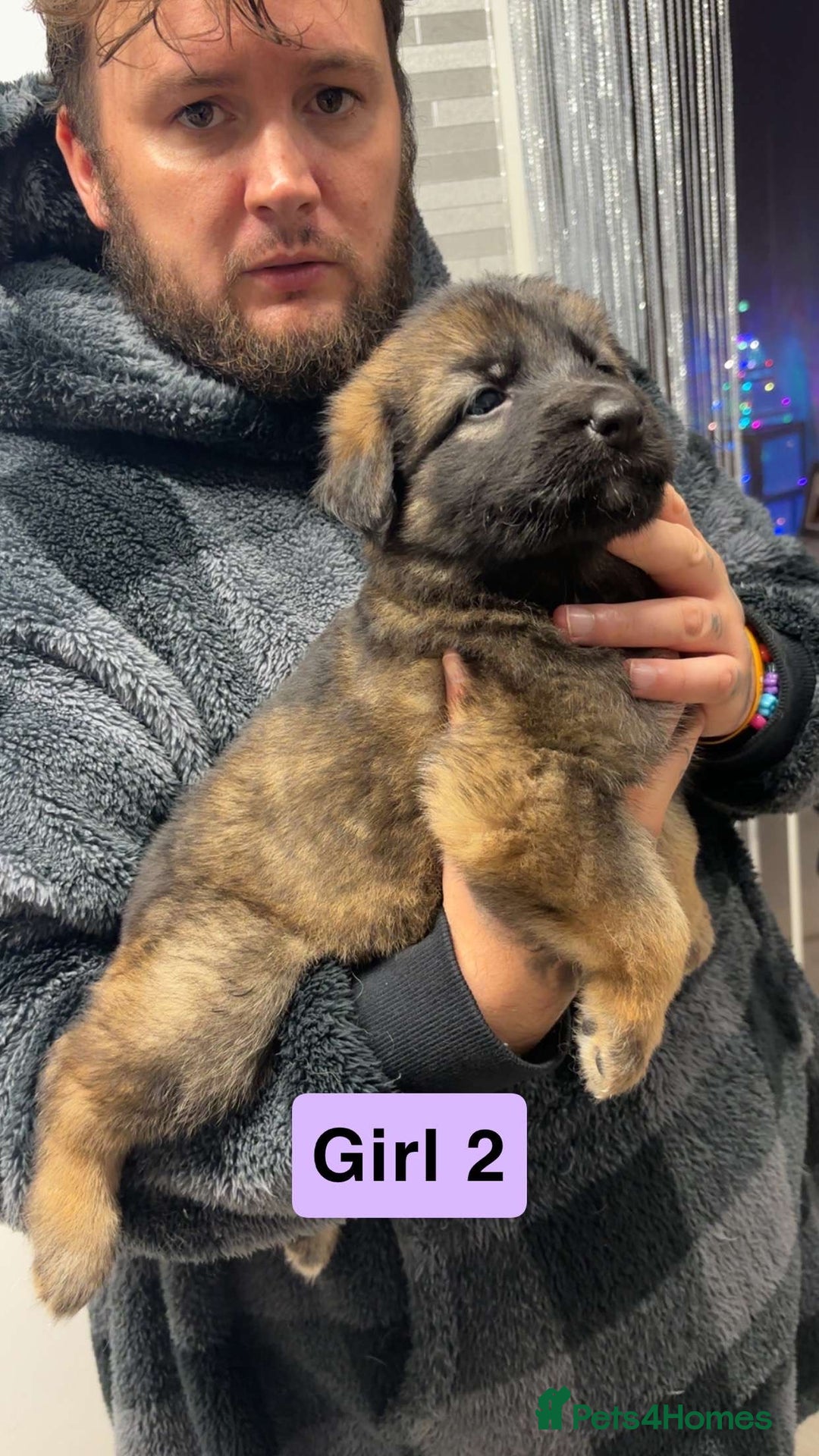German Shepherd dogs for sale: German shepherd puppies  - Image 4