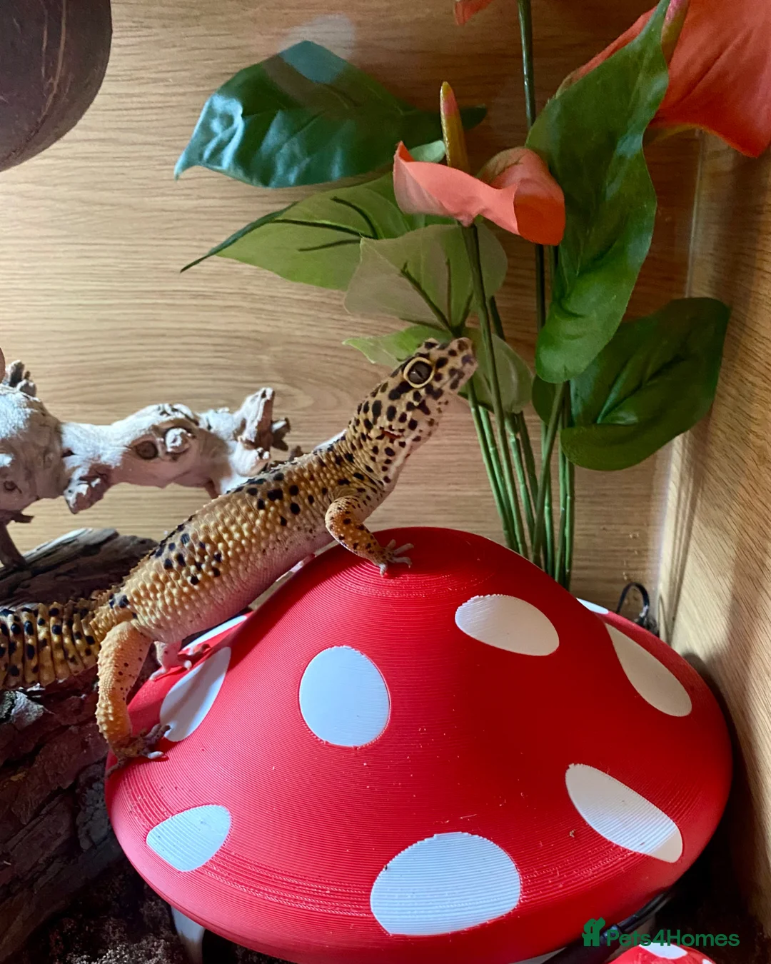 Leopard Gecko reptiles for sale: Female Leopard Gecko with full set up in Gateshead - Advert 2