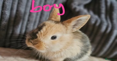 Harlequin rabbits 5 beautiful Harlequin bunnies looking for a new 🏡 - Advert 7