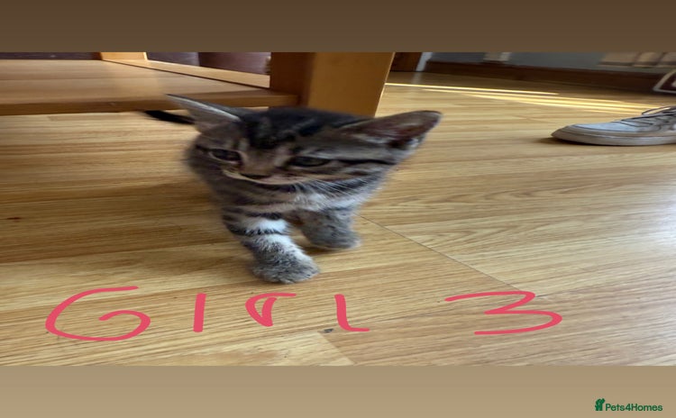 British Shorthair cats - Advert 8