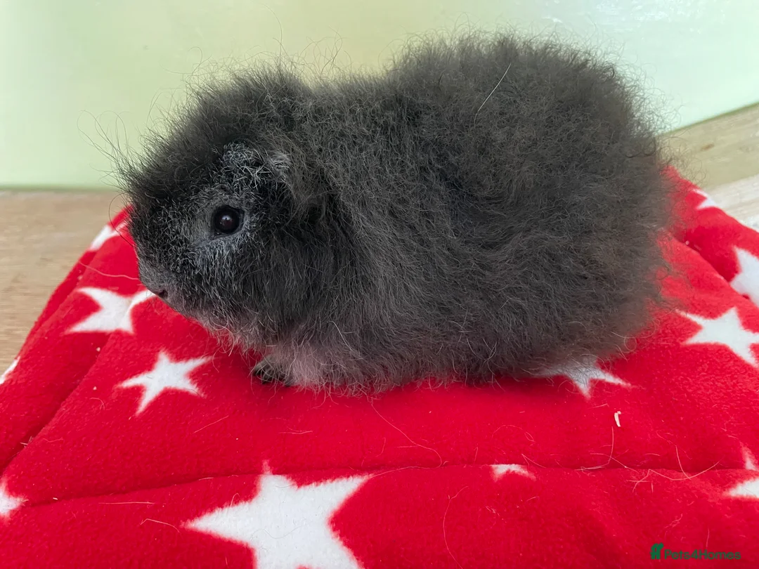 Guinea Pig rodents for sale: Swiss boys - Advert 1