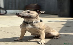 Staffordshire Bull Terrier dogs for sale: LAST BOY, REDUCED!! Blue staffy kc registered pups in Glossop - Image 2