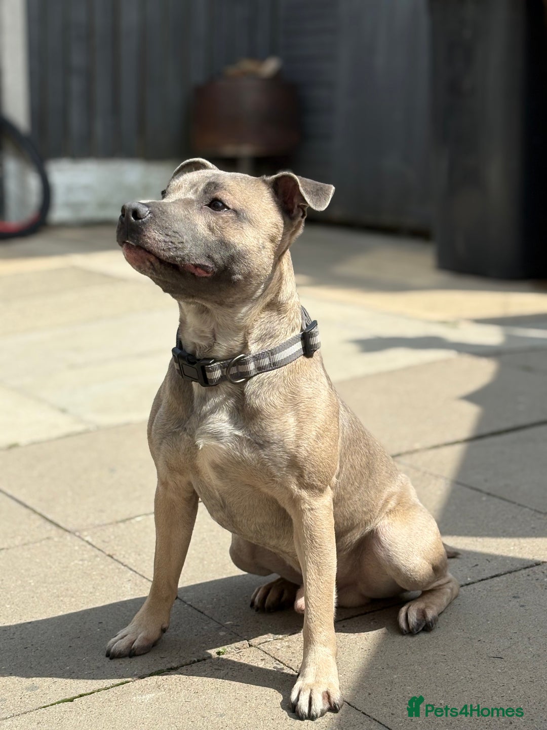 Staffordshire Bull Terrier dogs for sale: LAST BOY, REDUCED!! Blue staffy kc registered pups in Glossop - Image 2
