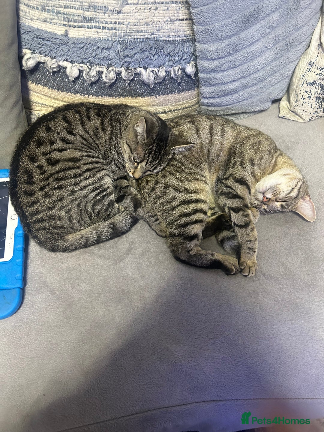 Mixed Breed cats for sale: Sisi loving cat  - Advert 4