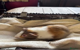 Guinea Pig rodents for sale: Beautiful baby guinea pigs for sale  - Image 8