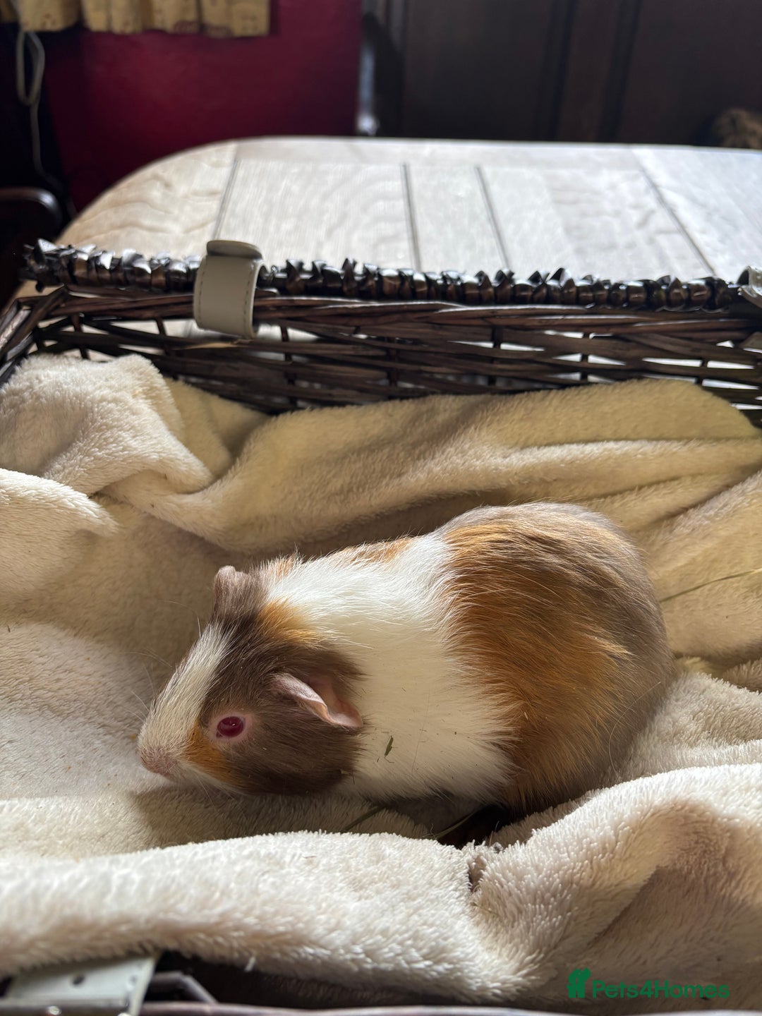 Guinea Pig rodents for sale: Beautiful baby guinea pigs for sale  - Image 8