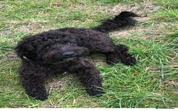 Mixed Breed dogs for sale: Sproodle cockapoo puppies  - Image 6