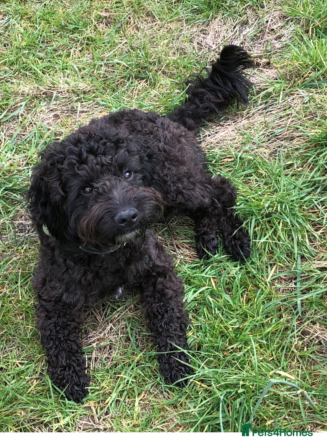 Mixed Breed dogs for sale: Sproodle cockapoo puppies  - Image 6