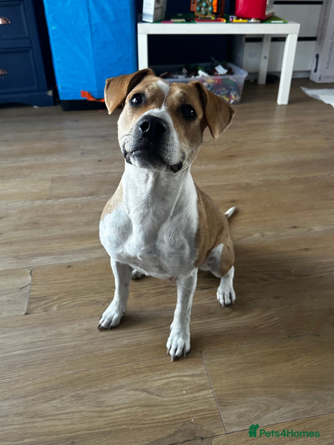 Mixed Breed dogs for sale: Molly mixed breed 17 months old  - Image 4