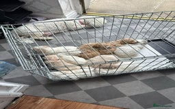 Poochon dogs for sale: 9 Poochon Puppies for Sale – Merles Available - Image 15