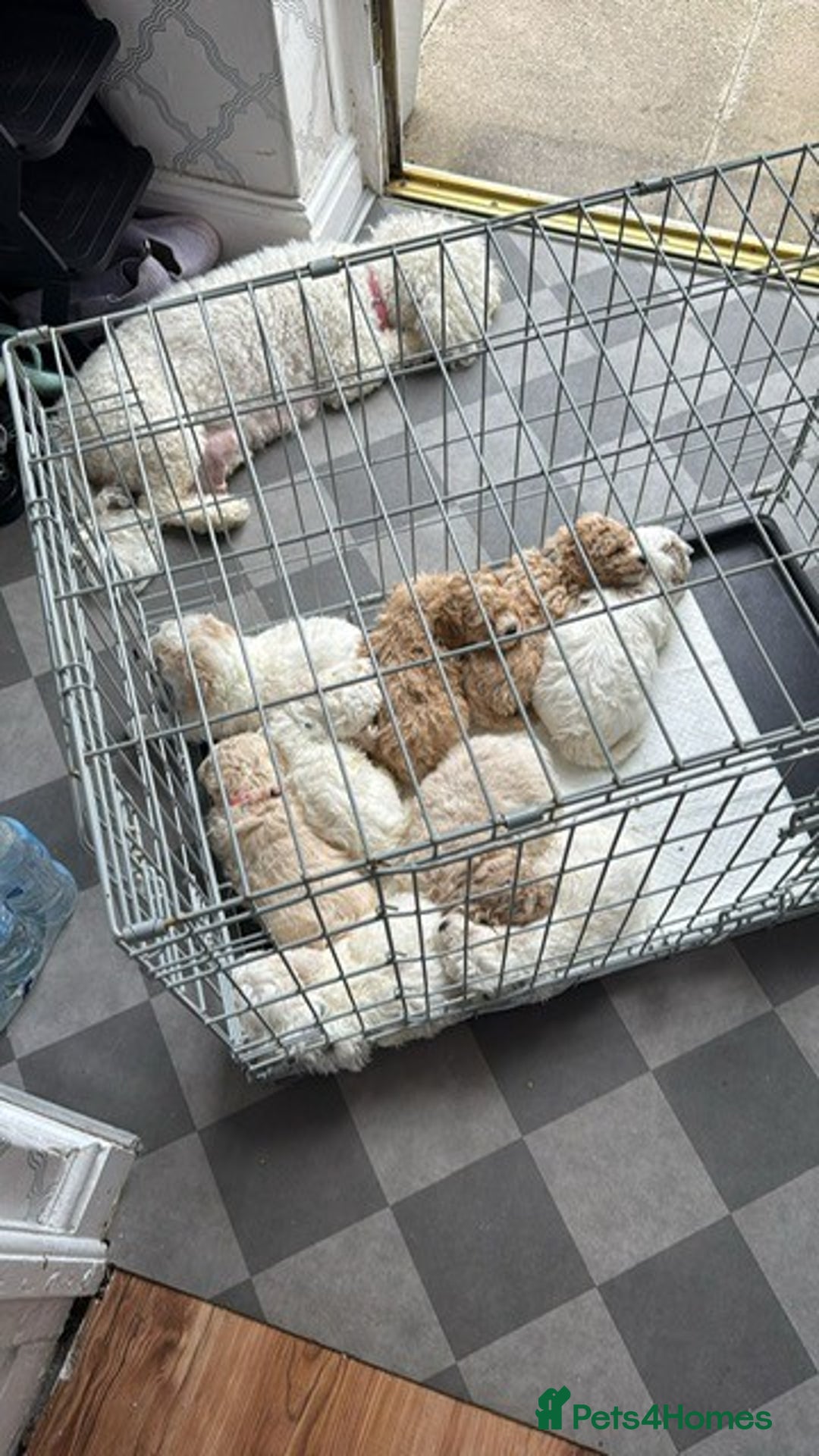 Poochon dogs for sale: 9 Poochon Puppies for Sale – Merles Available - Image 15