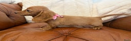 Miniature Dachshund dogs for sale: Beautiful Cream Longcoats Miniature Dachshund  - Advert 4