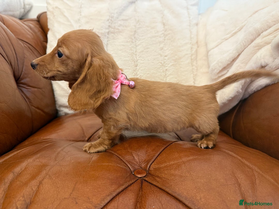 Miniature Dachshund dogs for sale: Beautiful Cream Longcoats Miniature Dachshund  - Advert 4