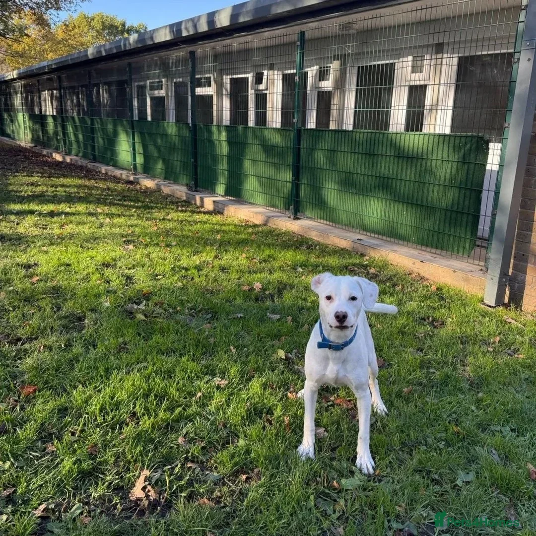 Mixed Breed dogs for adoption: Aspen (white beagle mix) - Advert 12