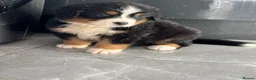 Bernese Mountain Dog dogs for sale:  2 Girls AVAILABLE Ready Now PRICE REDUCED  - Advert 5