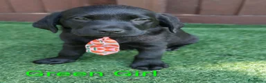 Labrador Retriever 5 Light Green Girl 💚