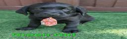 Labrador Retriever dogs for sale:  KC Black Labradors – 4 Boys & 2 Girls Available🐶 - Advert 23