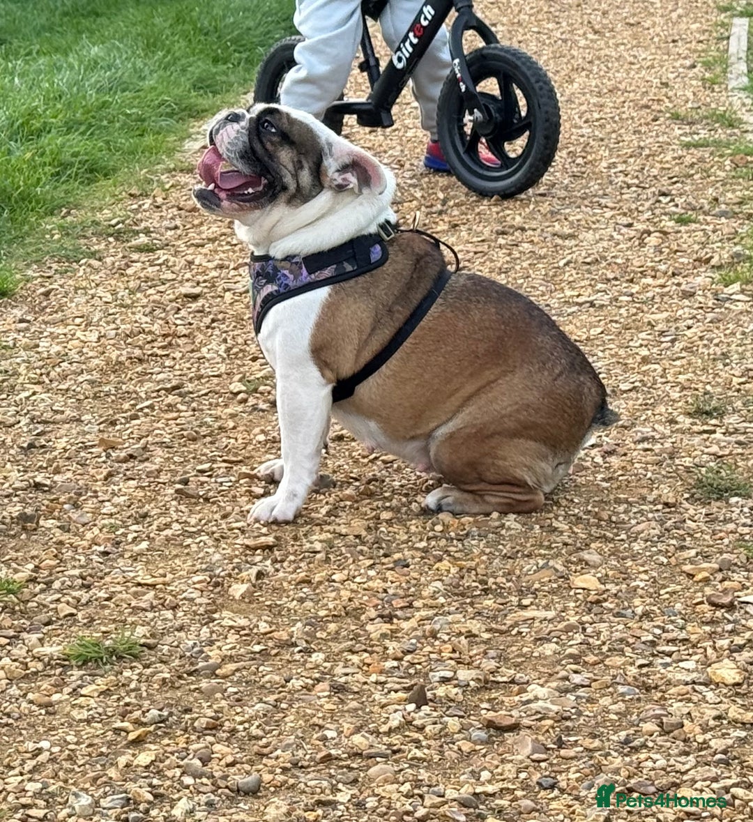 English Bulldog dogs for sale: Male miniature bulldog puppy - Advert 6