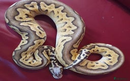 Python Snake reptiles for sale: Ball pythons, adults, male and femal - Image 2