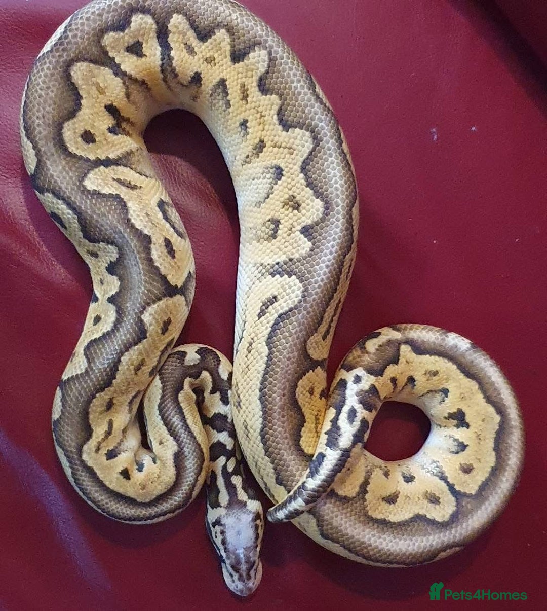 Python Snake reptiles for sale: Ball pythons, adults, male and femal - Image 2
