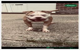 American Bulldog dogs for stud: Beautiful STUD available  - Image 2