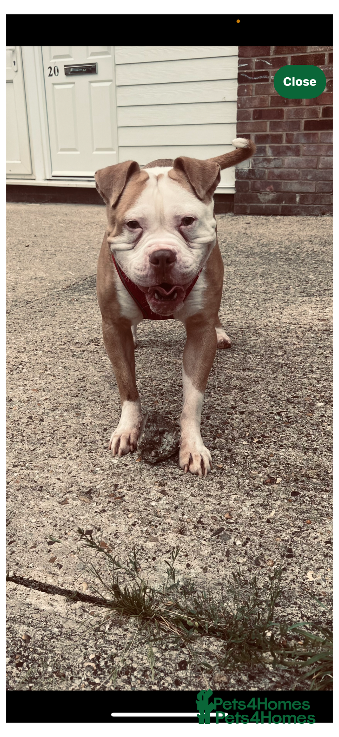 American Bulldog dogs for stud: Beautiful STUD available  - Image 2