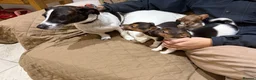 Jack Russell dogs for sale: Traditional Jack Russell Puppies - Advert 9