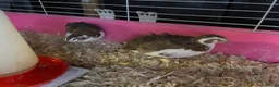Quail poultry for sale: 3 Corturnix and 2 Celadon - Advert 2