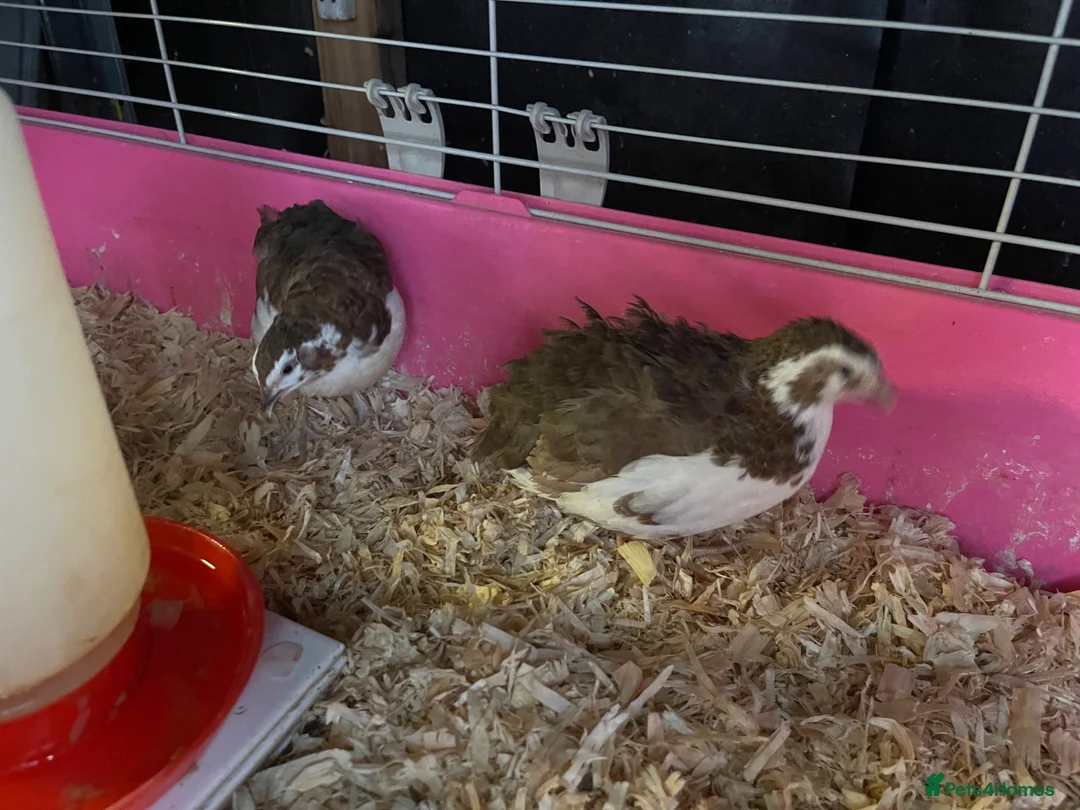 Quail poultry for sale: 3 Corturnix and 2 Celadon - Advert 2