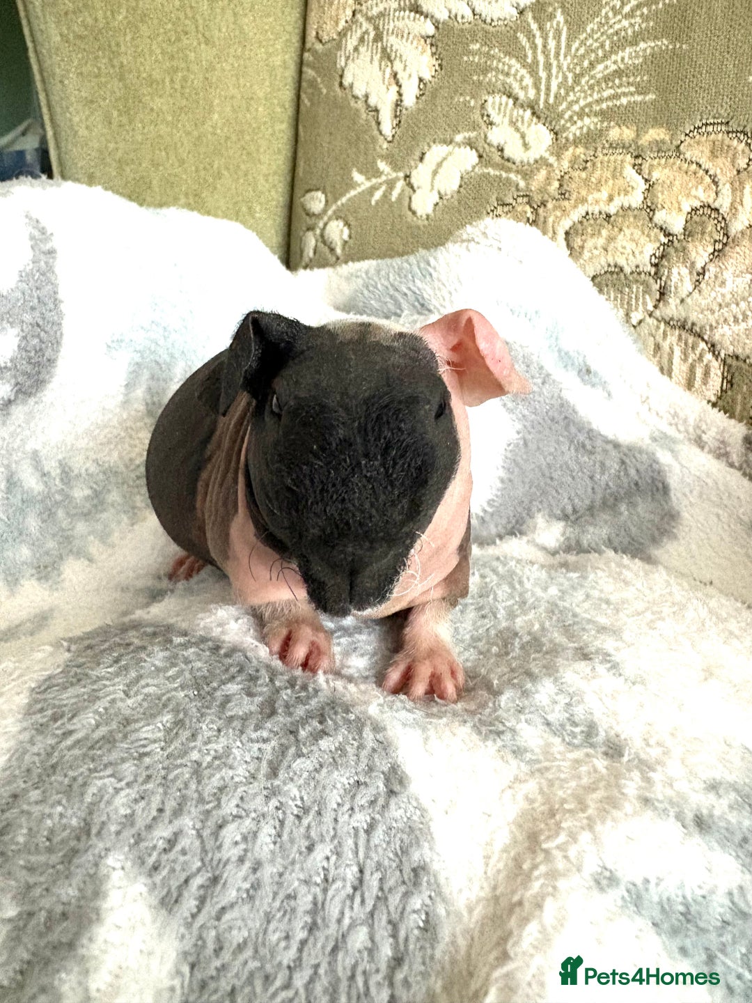Guinea Pig rodents for sale: Skinny pig boy ready to leave - Advert 2