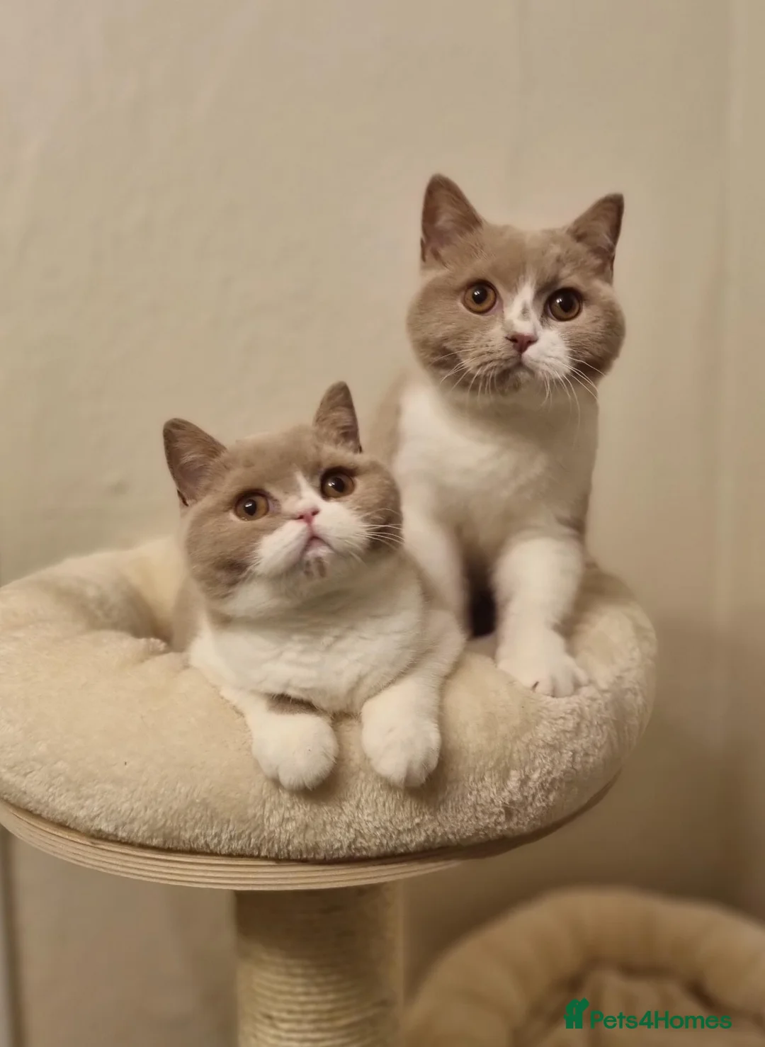 British Shorthair cats for sale: Fawn Bicolour Females - Spayed/Neutered - Advert 1